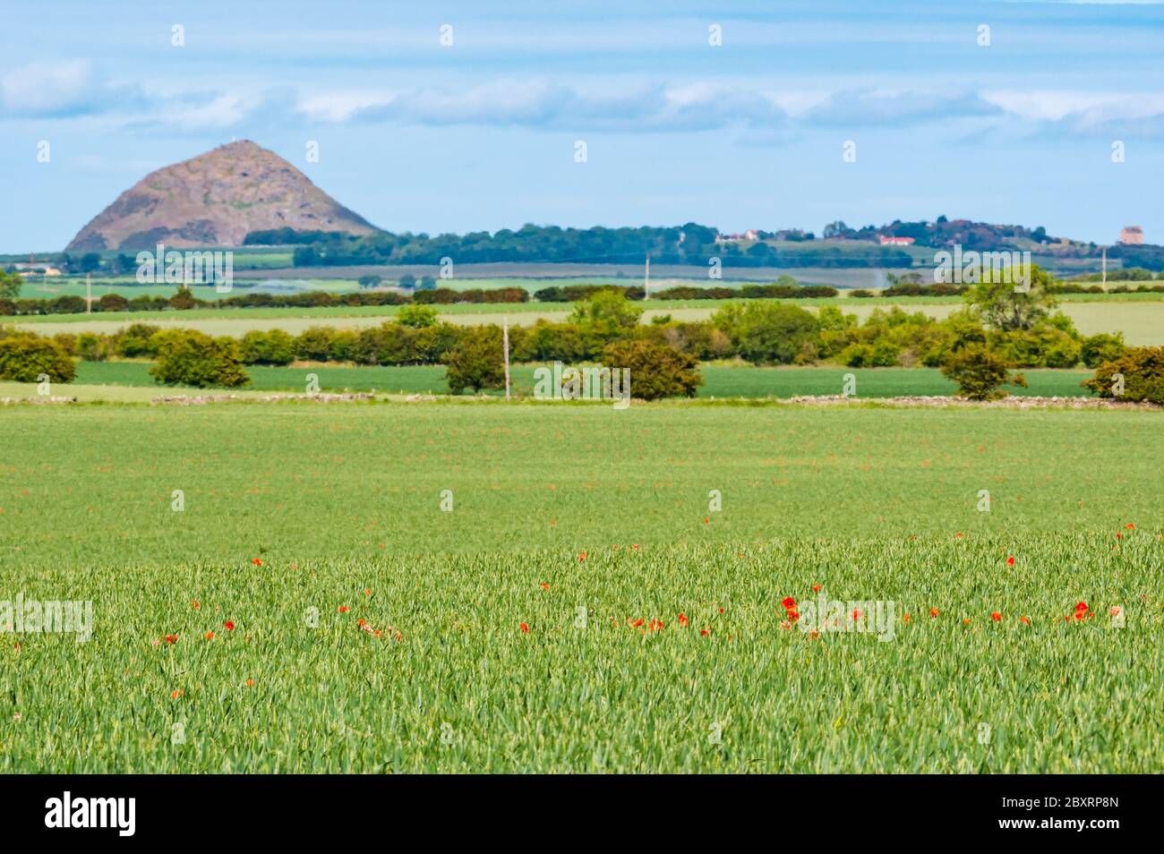 East Lothian, Scozia, Regno Unito, 8 giugno 2020. Regno Unito Meteo: Il sole esce e illumina papaveri in un campo con il tappo vulcanico della legge di Berwick in lontananza Foto Stock