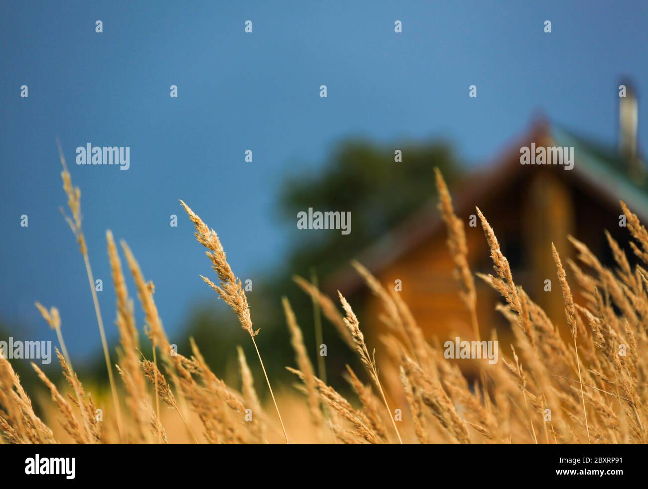 Campo di grano in Bielorussia Foto Stock