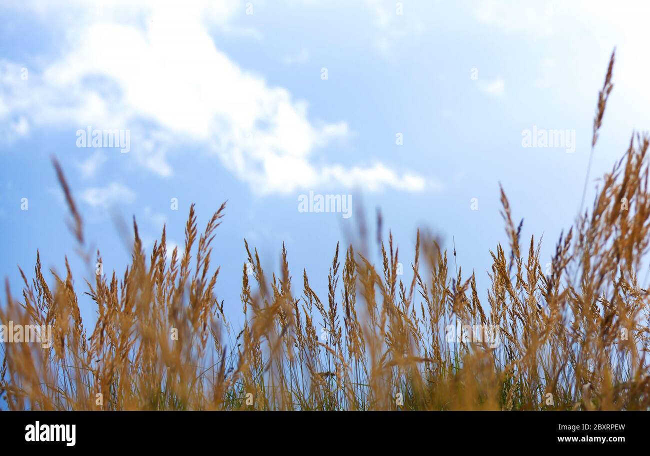 Campo di grano in Bielorussia Foto Stock