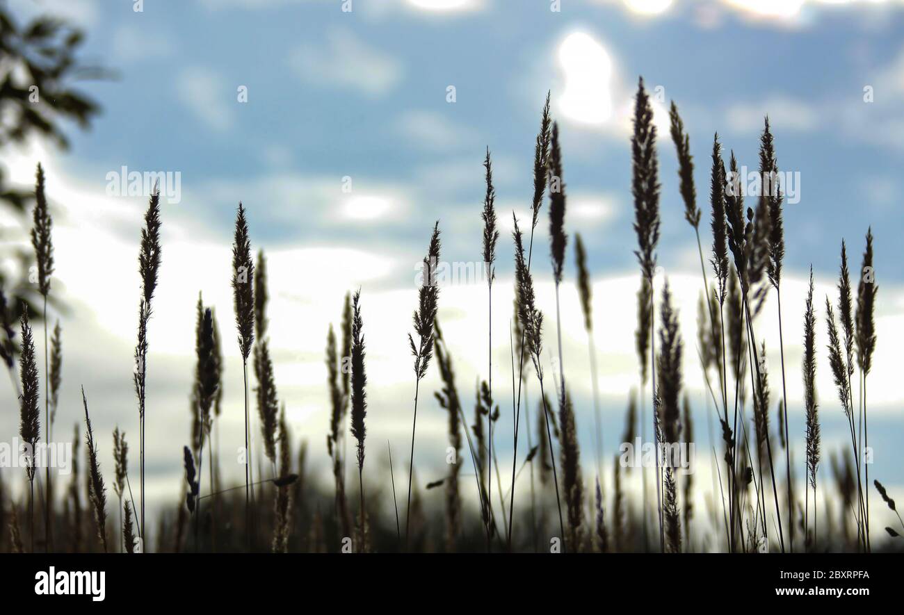 Campo di grano in Bielorussia Foto Stock