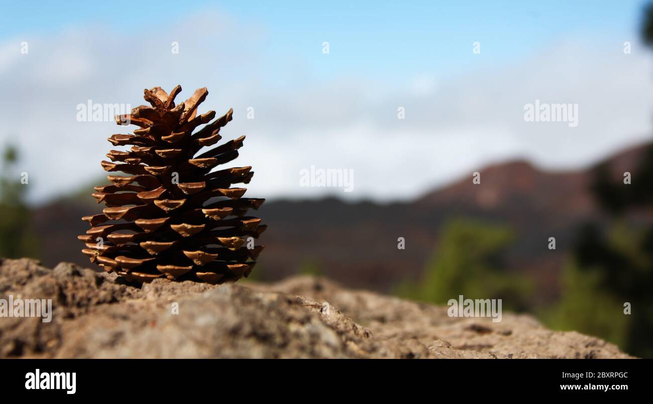 Primo piano di un cono di pino, ancora vita Foto Stock