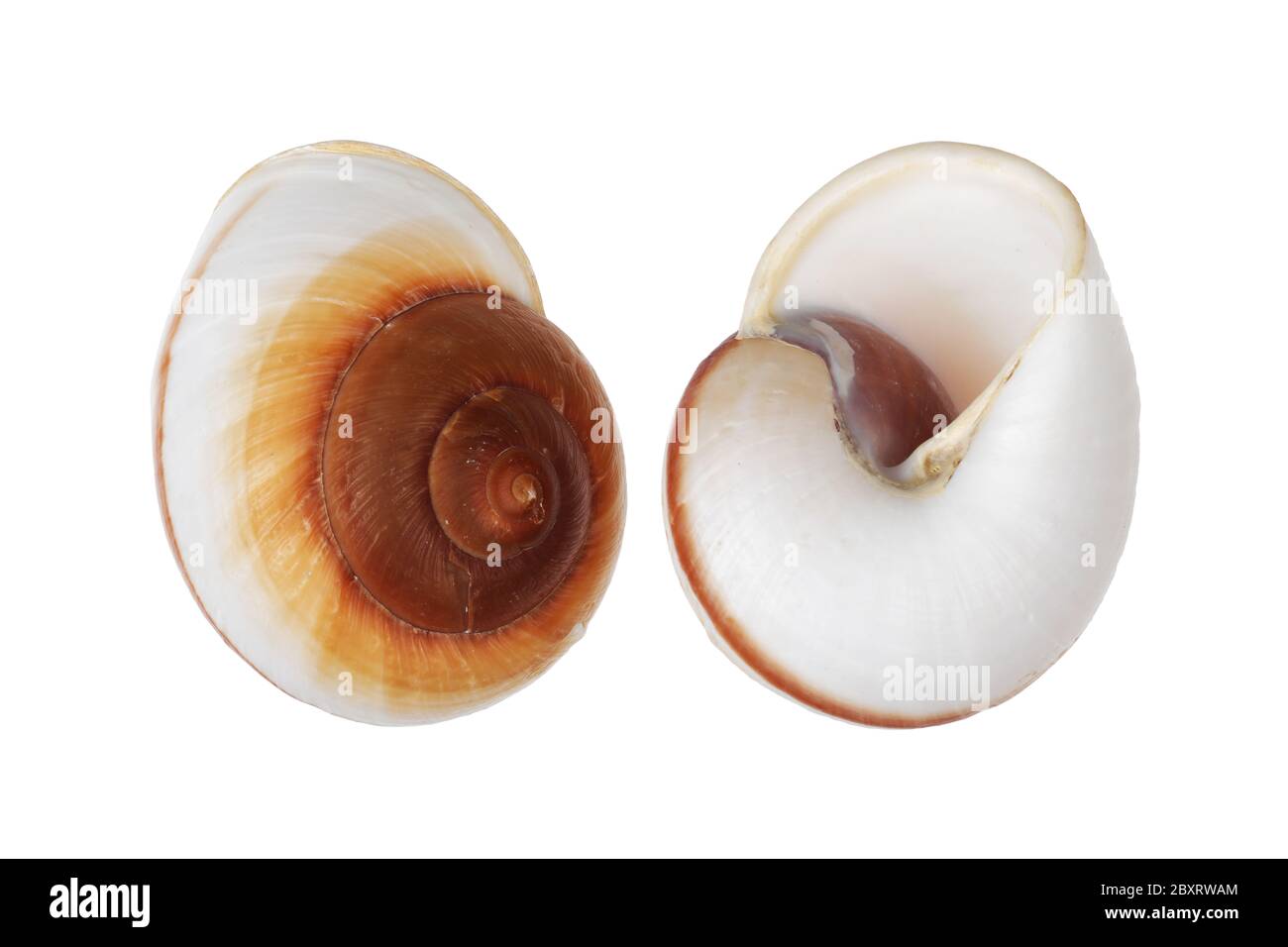 Conchiglia A Spirale A Strisce Immagini E Fotos Stock Alamy