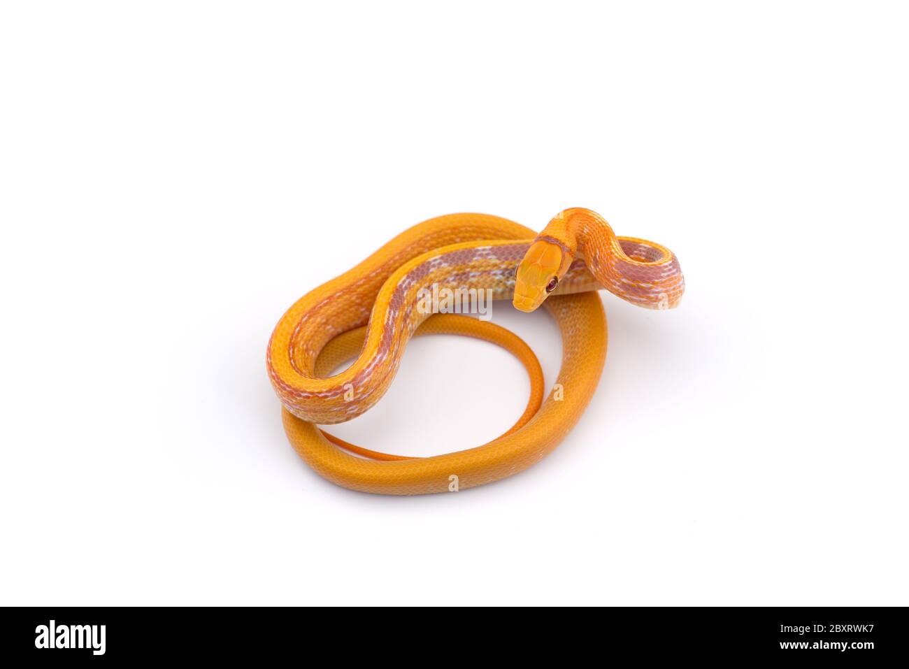 Serpente trinket a testa di rame isolato su sfondo bianco Foto Stock