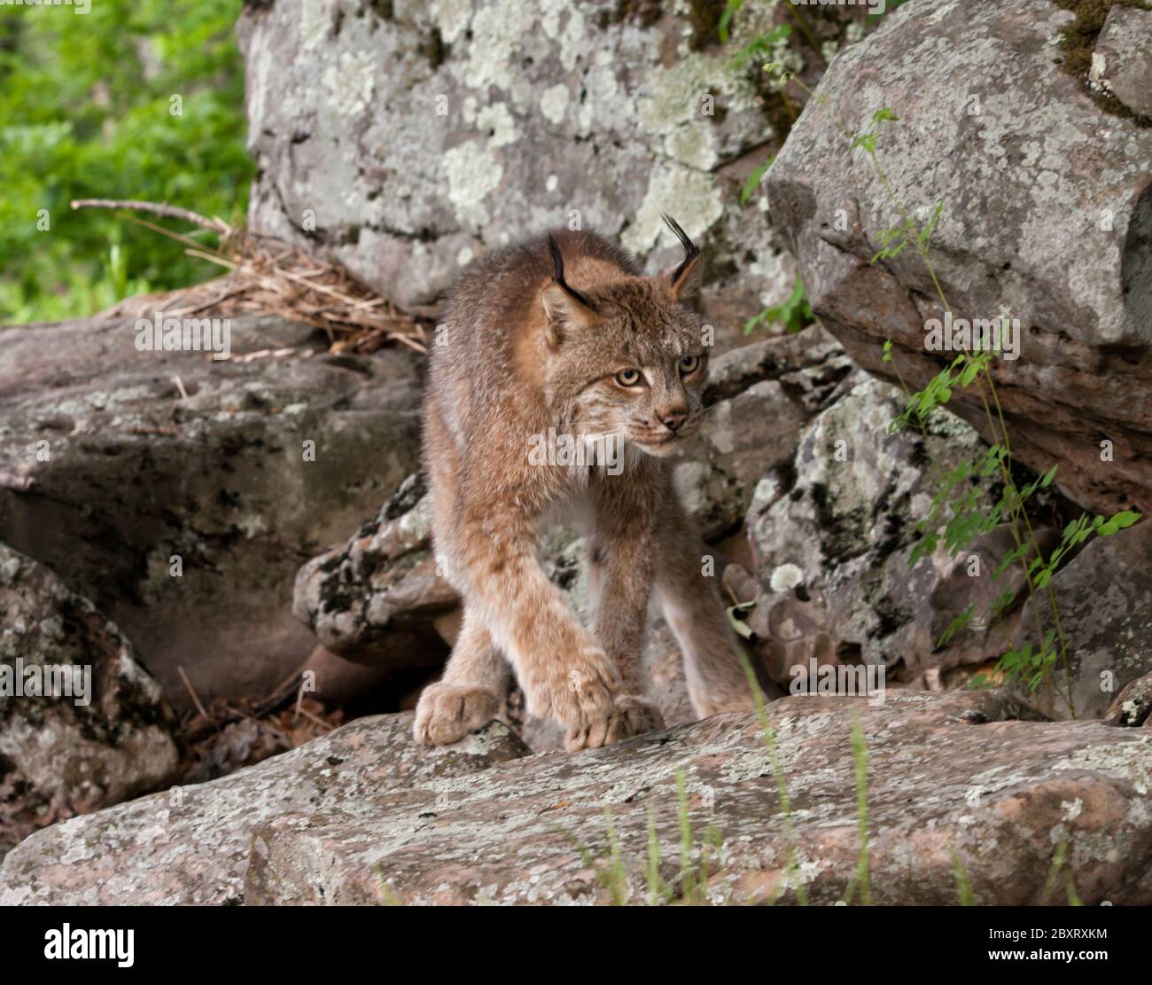 Canada Lynx prowling Foto Stock