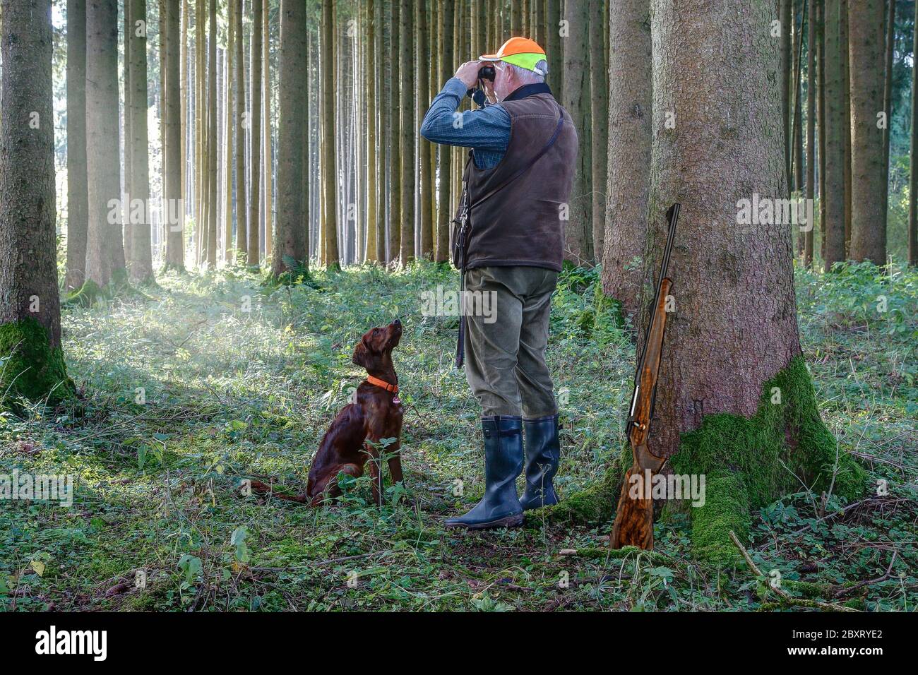 Hunter e il suo puntatore irlandese Setter alla mattina presto stalking nella foresta. Foto Stock