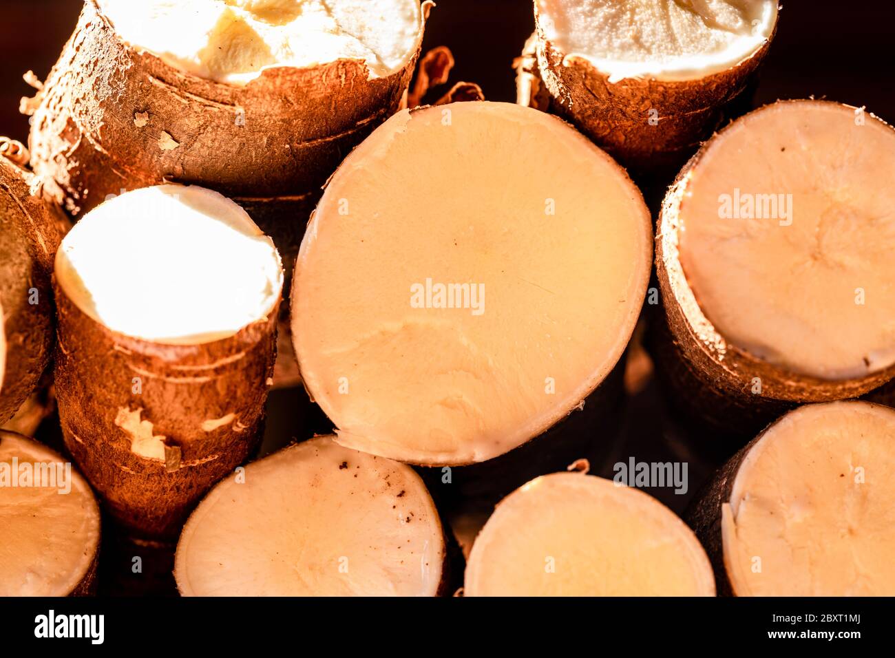 Manioca, chiamato anche la manioca, yuca, balinghoy, mogo, "mandioca", kamoteng kahoy, tapioca e manioca root, un arbusto legnoso della famiglia Euphorbiaceae nativ Foto Stock