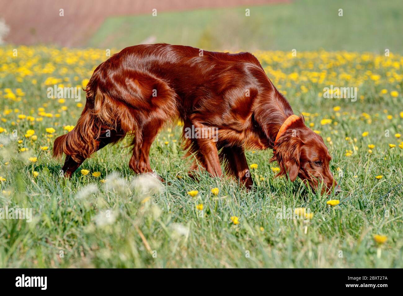 Bellissimo, lucente Irish Setter puntatore che lavora sul campo su un prato fiorito primavera. Foto Stock