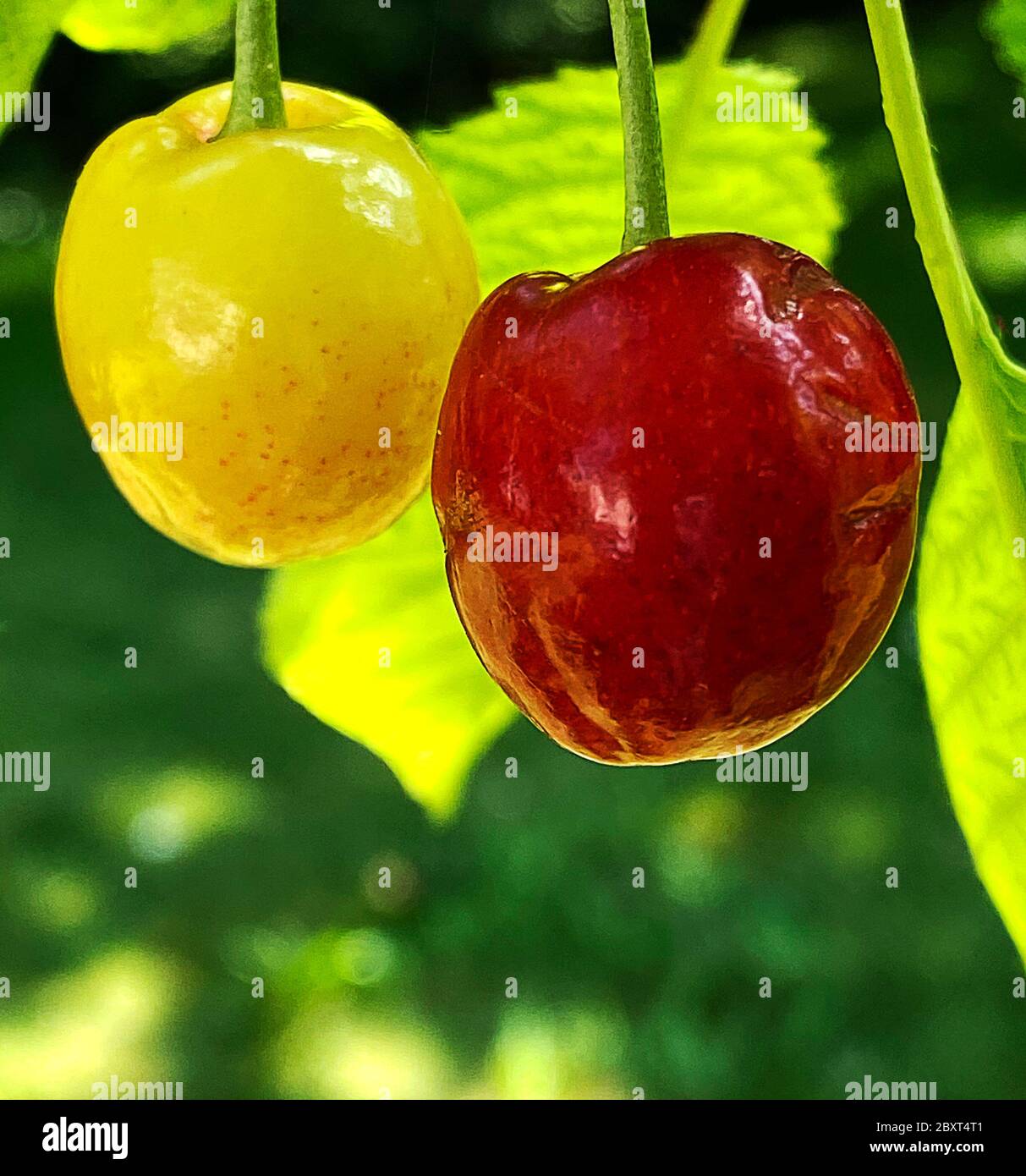 Due ciliegie di maturazione appese sull'albero Foto Stock