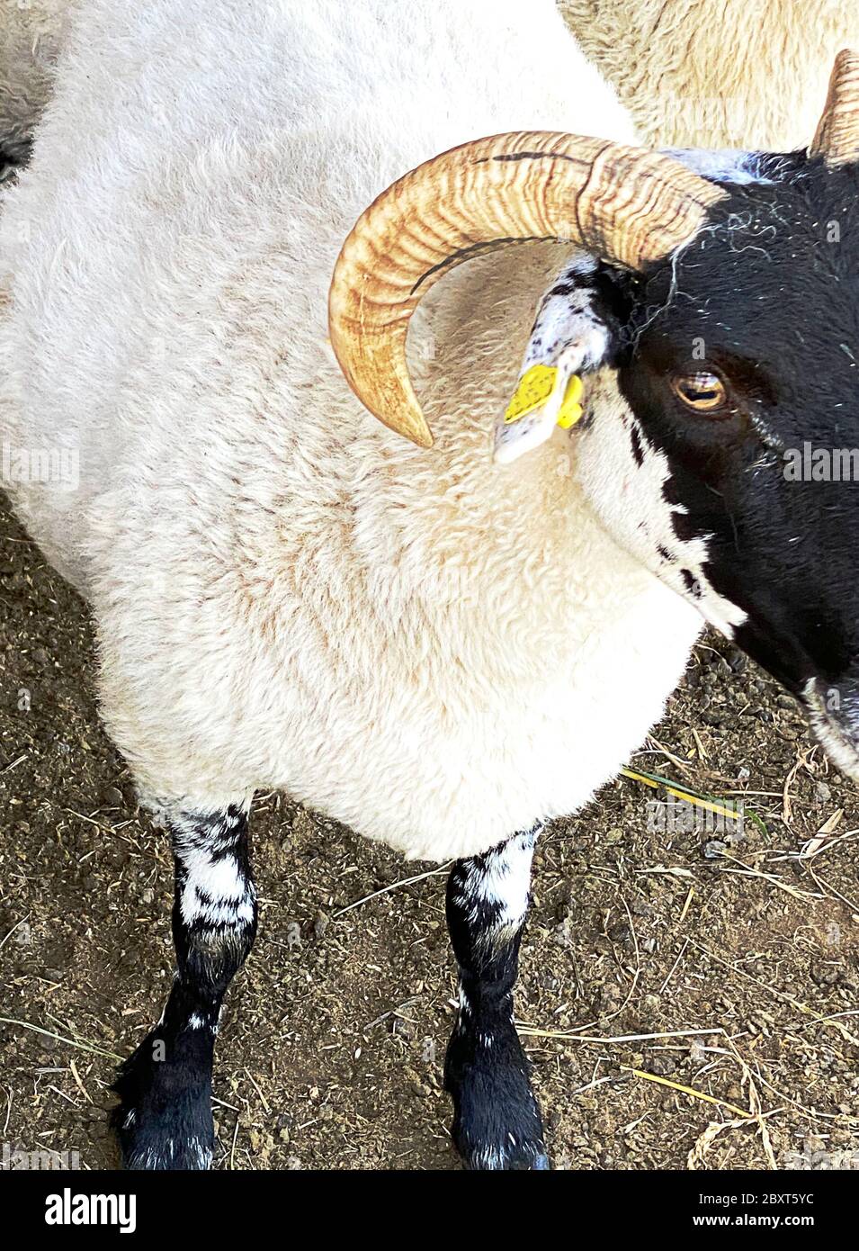 Pecora scozzese nera (Ovis Aries) Foto Stock