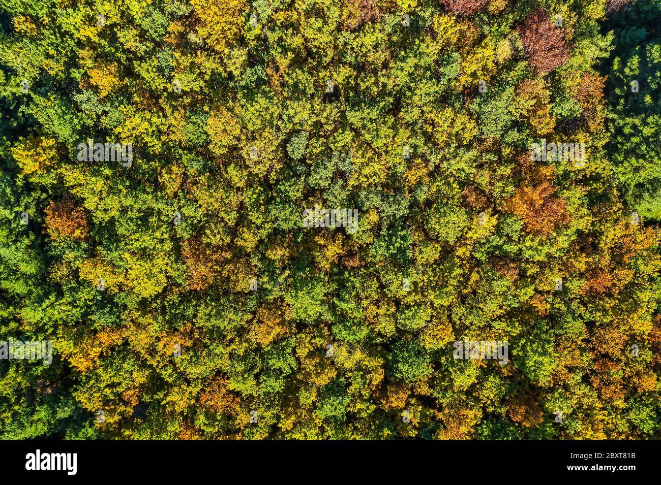 Estate sole caldo della foresta di luce vista aerea Foto Stock