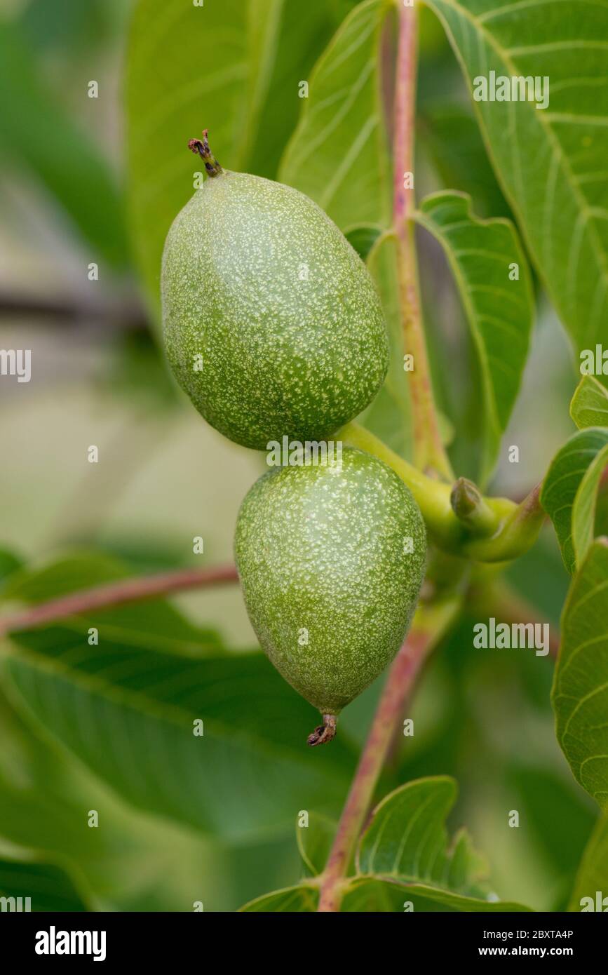 Frutti giovani di fiori femminili su un albero di noce (Juglans regia) con foglie giovani in primavera, Berkshire, maggio Foto Stock