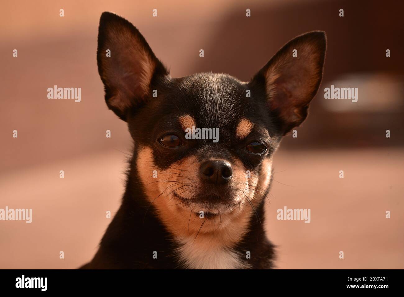 Un piccolo cane chihuahua seduto sulla strada da una porta. Cane a casa Foto Stock