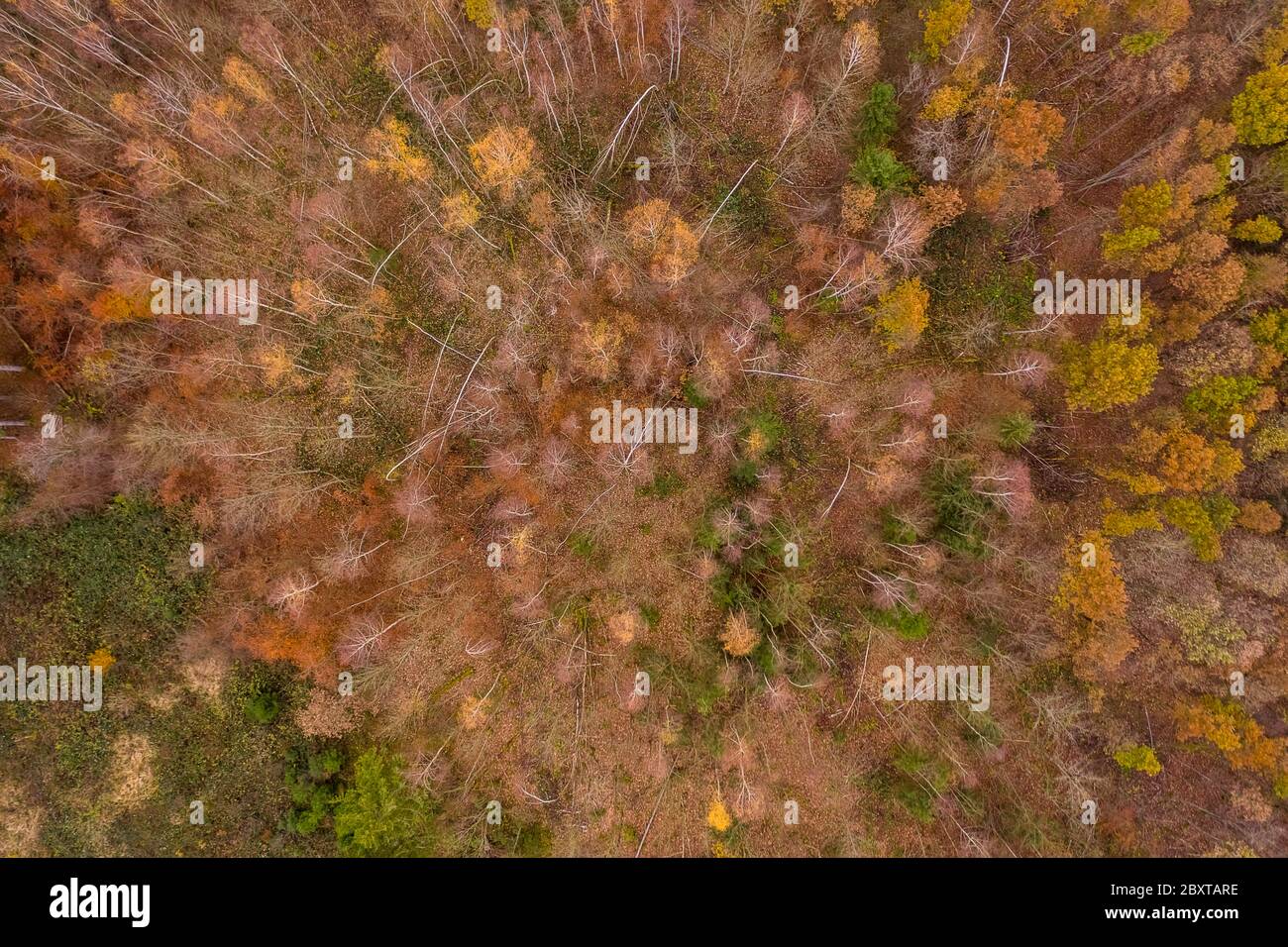 Nel tardo autunno su una foresta di aranci in vista aerea da un drone. Foto Stock