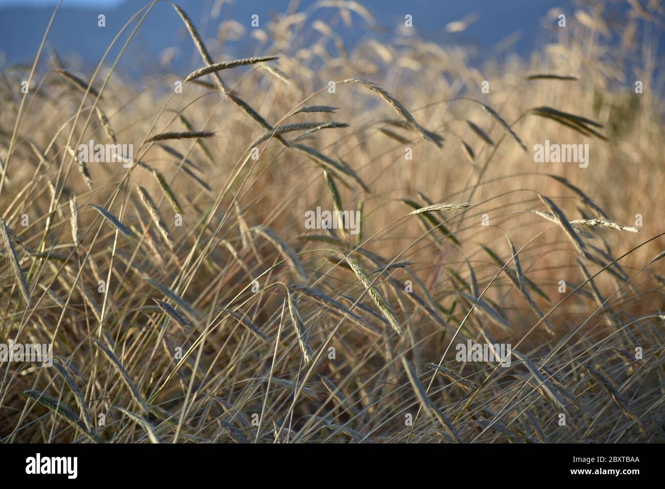 Frumento selvatico Foto Stock