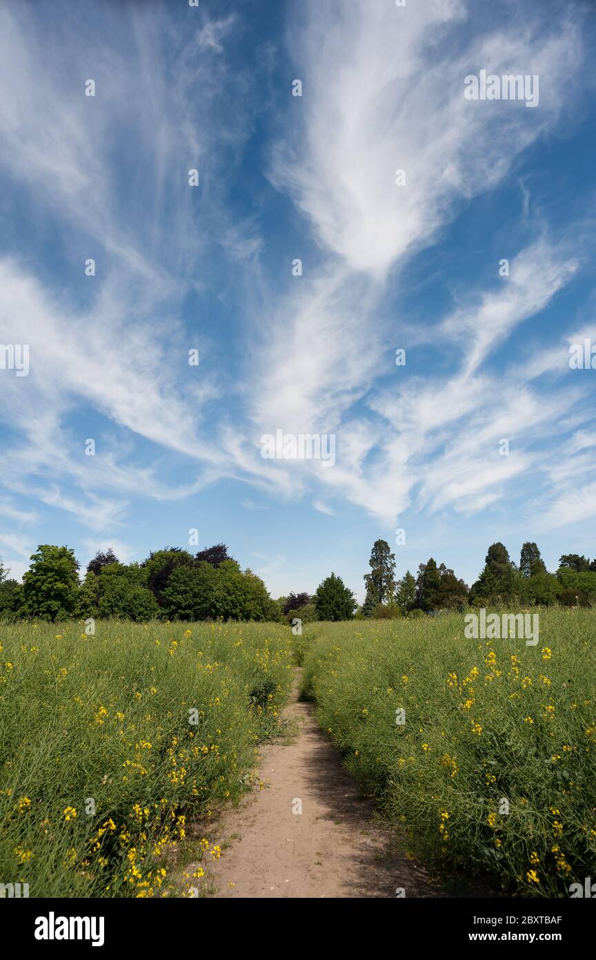 Il tempo soleggiato circa deteriorarsi con l'arrivo di una fronte e alta quota le nuvole di Cirrus sopra una linea dell'albero con i campi di colza maturano percorso asciutto Foto Stock