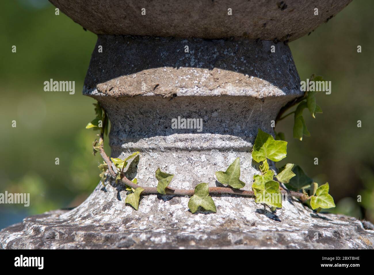 Balaustra rotonda in pietra con collana d'edera (Hedera Helix) Foto Stock