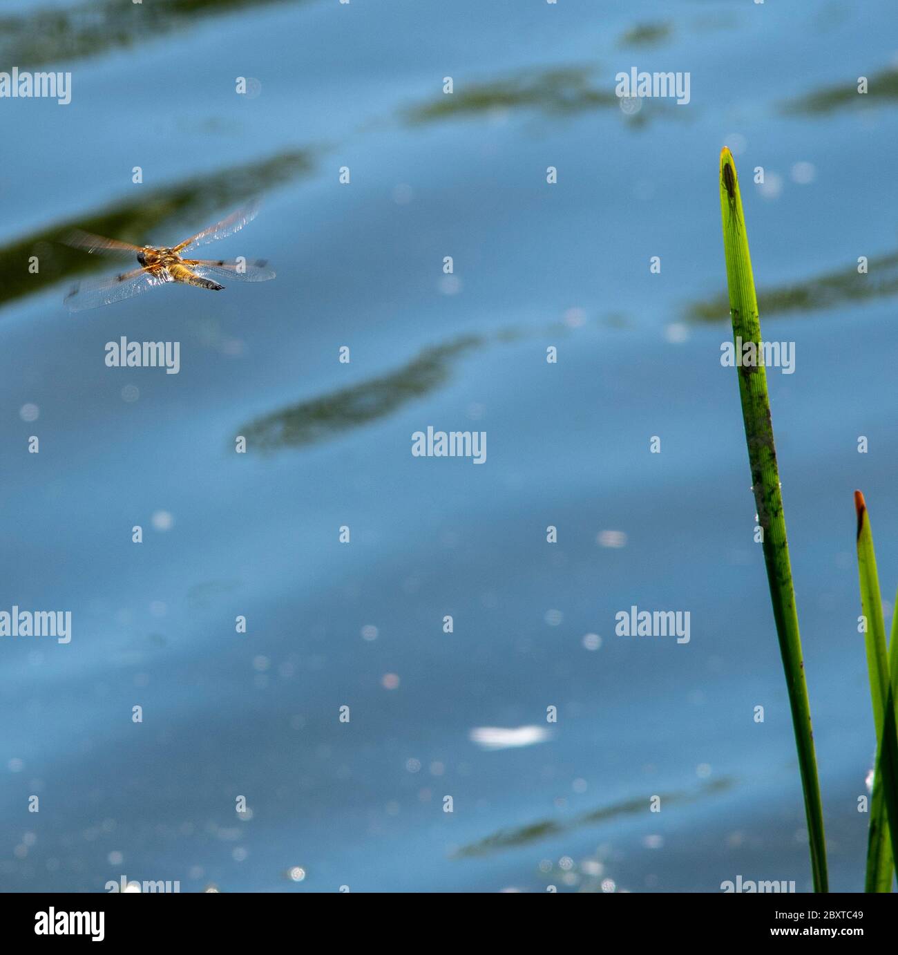 Chaser (Libellula quadrimaculata) in volo, canne Foto Stock