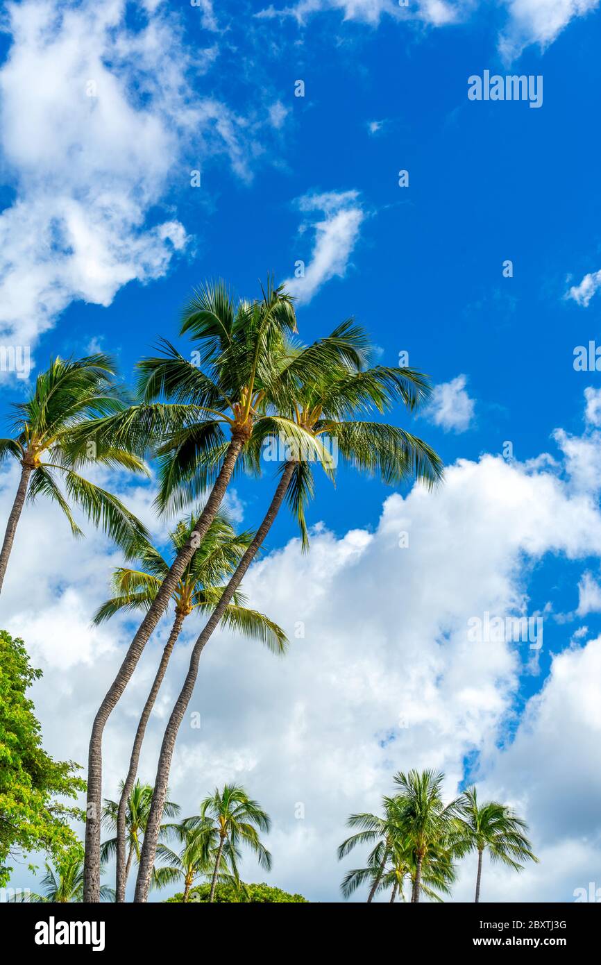 Un gruppo di alte palme con uno sfondo nuvoloso sull'Isola Hawaiiana di Maui. Foto Stock