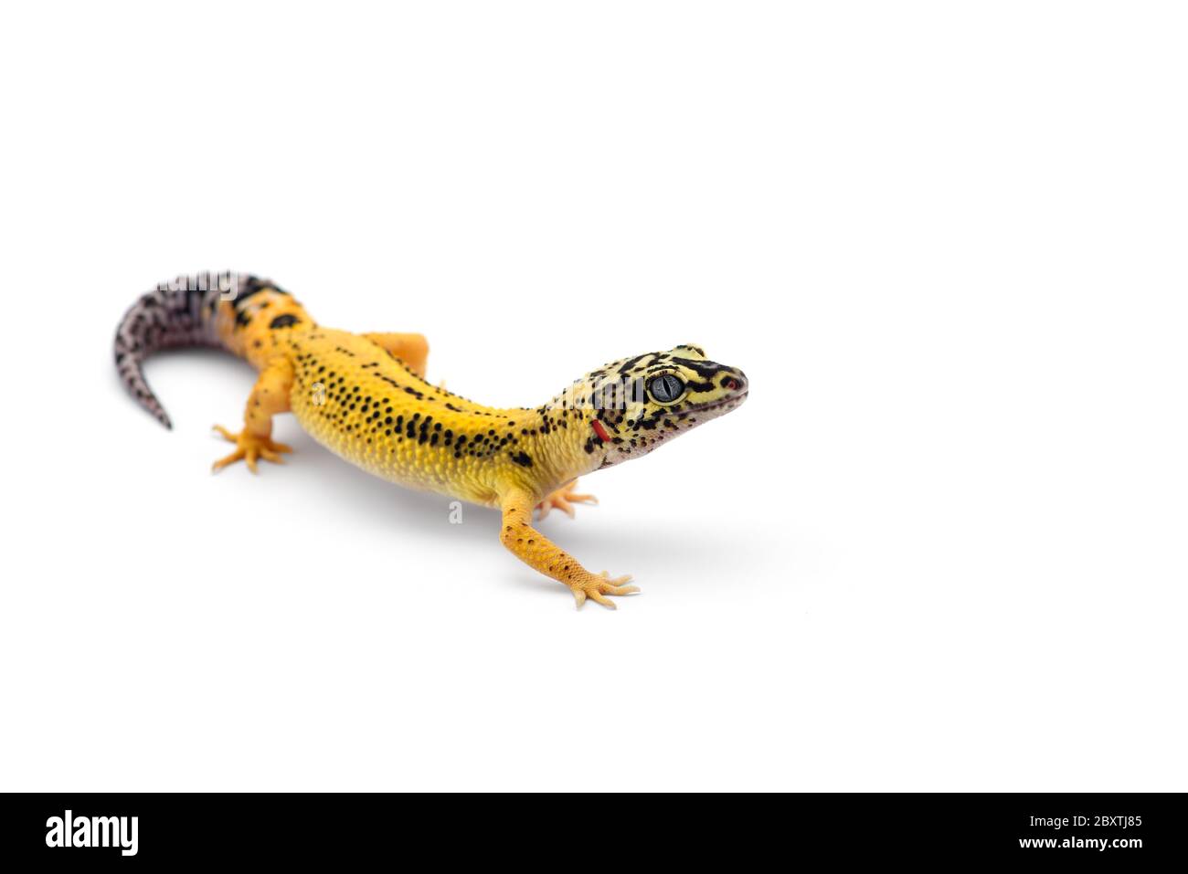 Il comune leopard gecko isolati su sfondo bianco Foto Stock