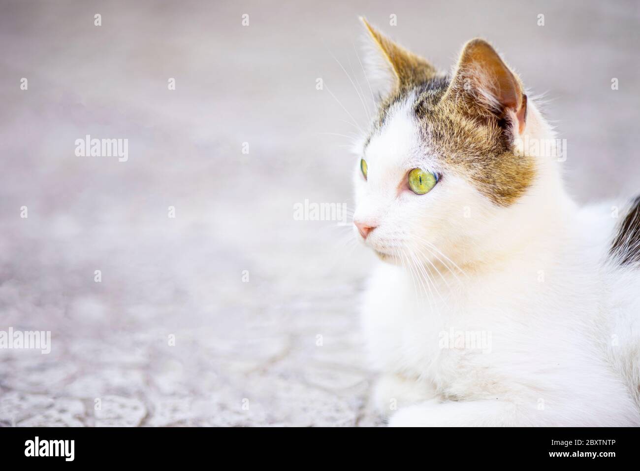 Gatto bianco con macchie marroni in colore dei capelli che riposano all'aperto. Foto Stock