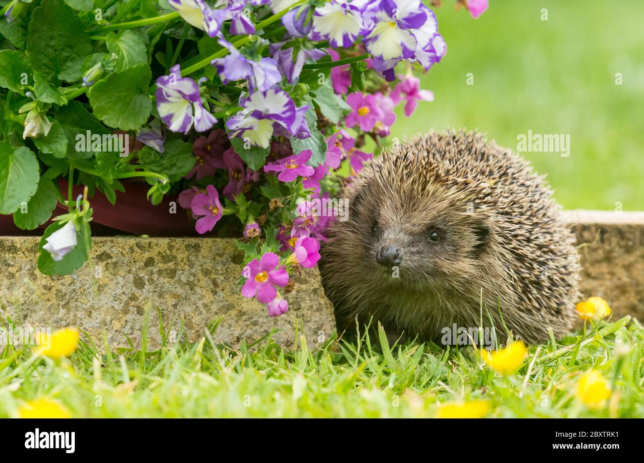 Hedgehog (nome scientifico: Erinaceus Europaeus) riccio selvaggio, nativo, europeo in habitat naturale giardino con fiori estivi colorati. Rivolto a sinistra. Foto Stock