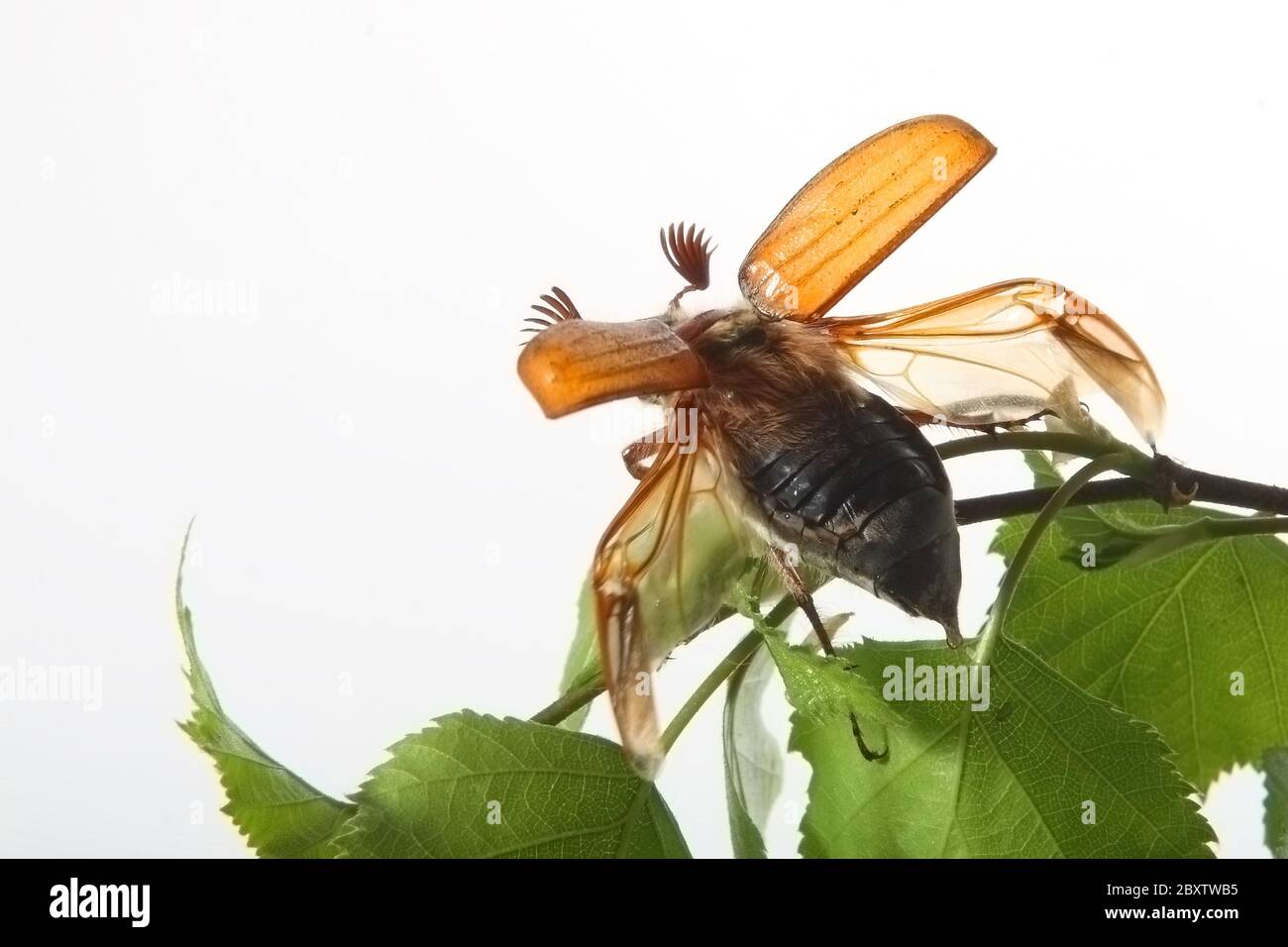 Maggio-bug Foto Stock