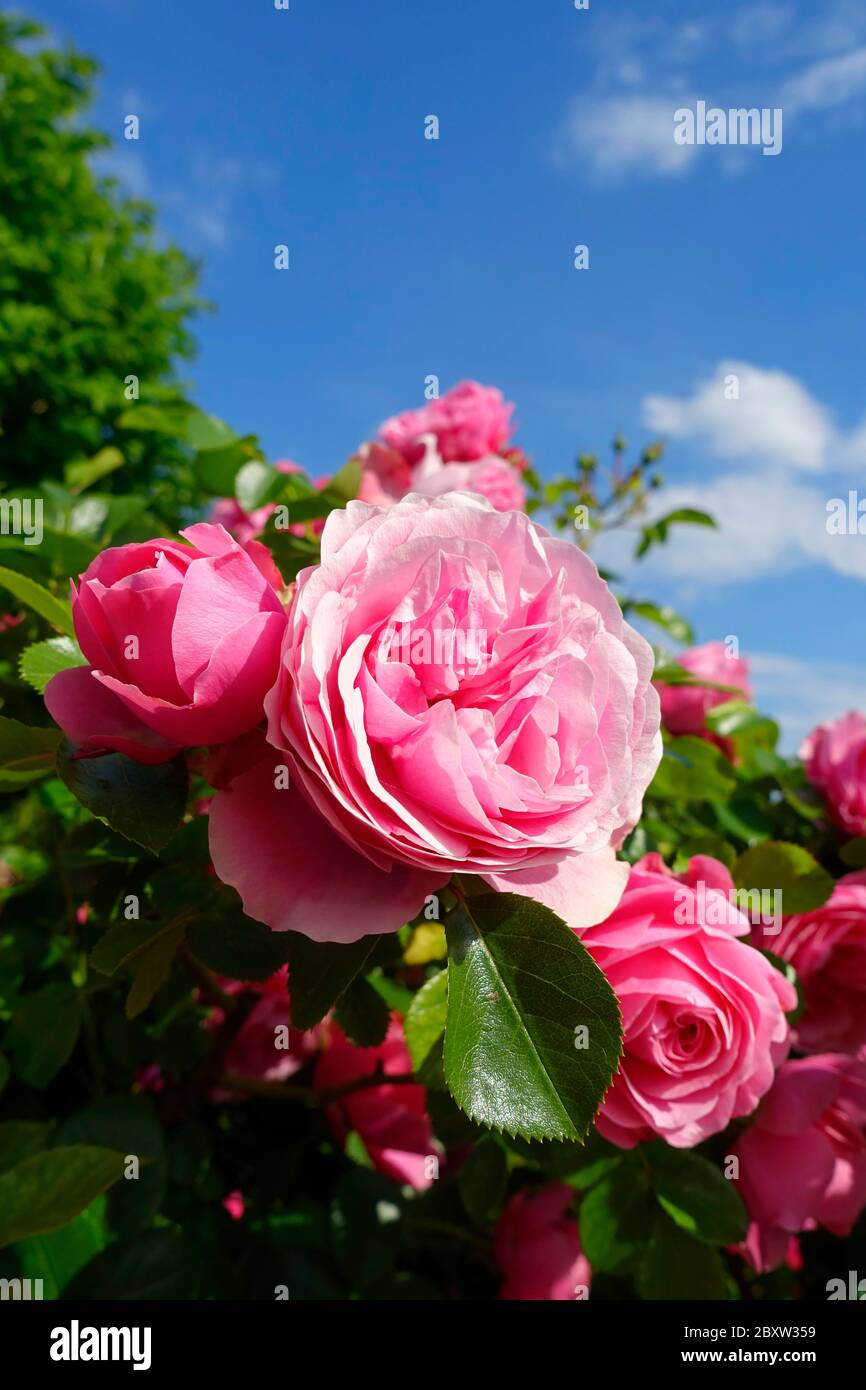 Fiori di una rosa floribunda Foto Stock