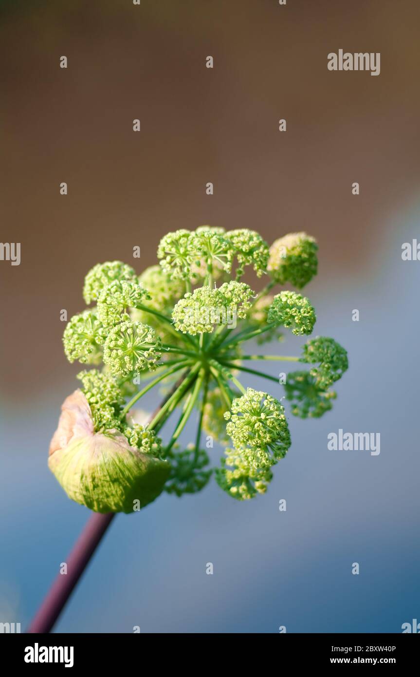 Piano di Angelica. Close-up Foto Stock