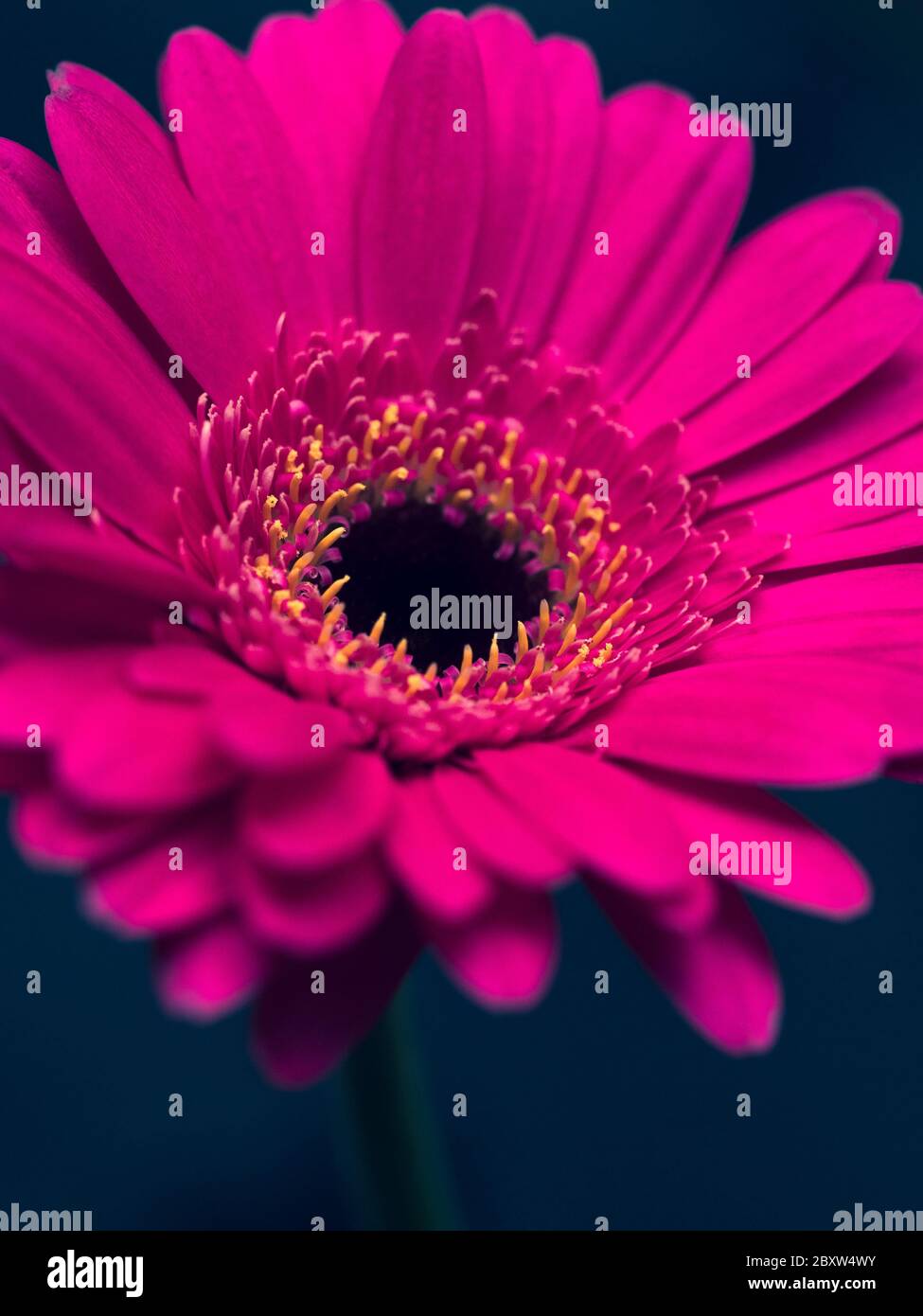 Studio di un bel fiore rosa su uno sfondo blu Foto Stock