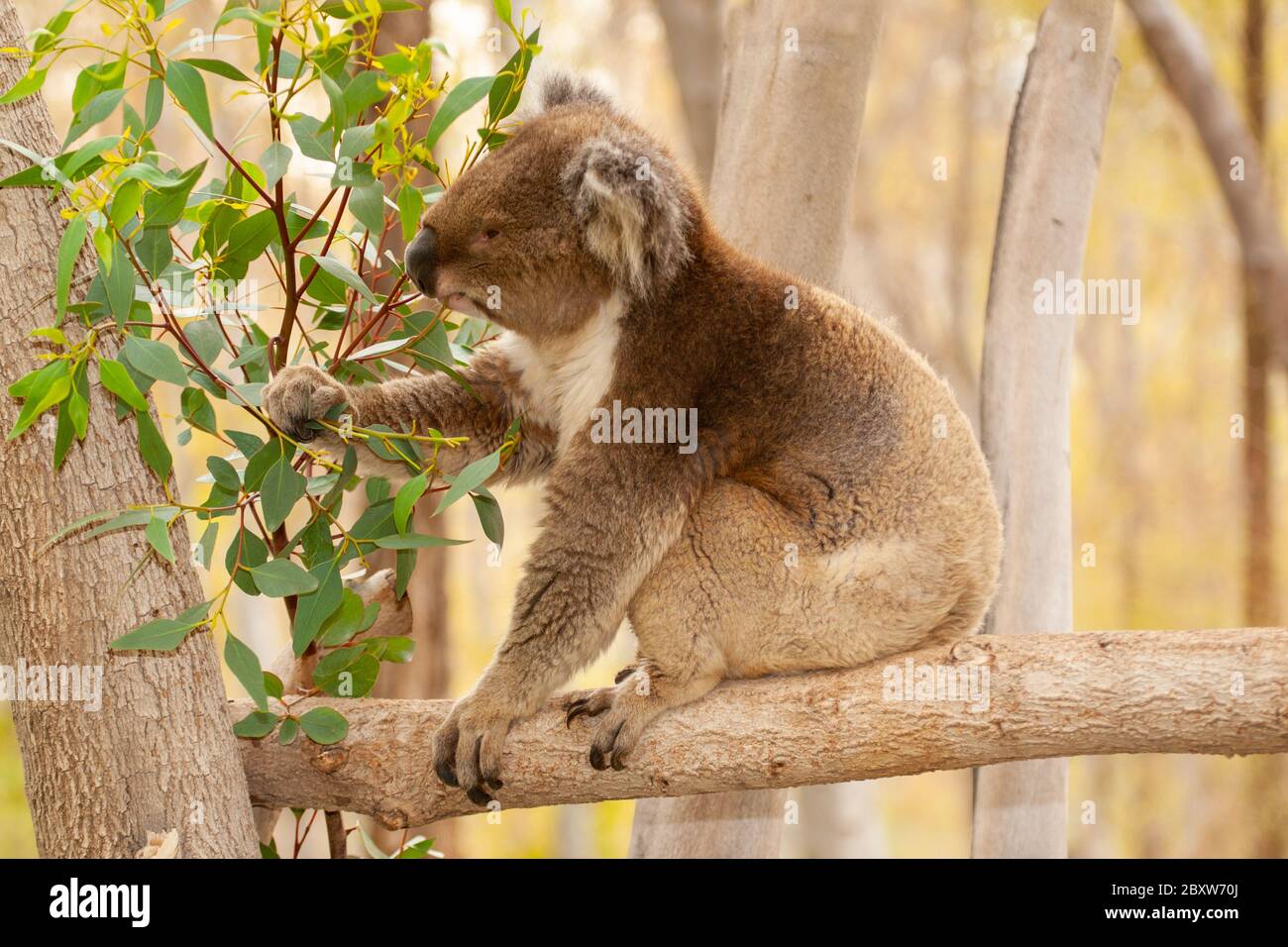 koala o, in modo impreciso, l'orso koala (Phascolarctos cinereus) mangiare foglie di Eucalipto Foto Stock