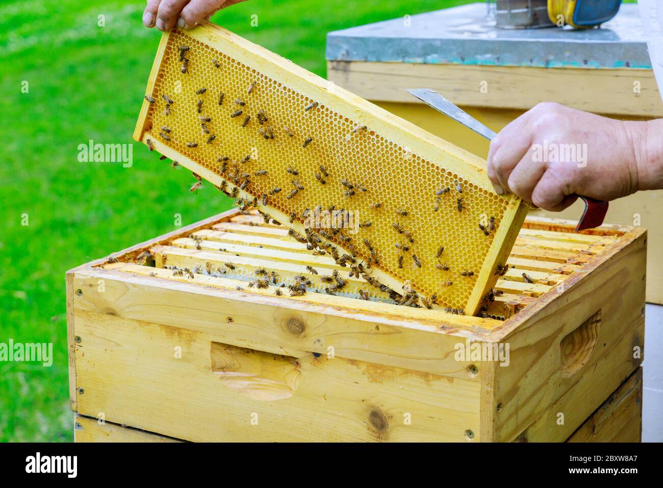 L'apicoltore lavora su telai a tombini con nidi d'ape per controllare il ripieno con miele fresco Foto Stock