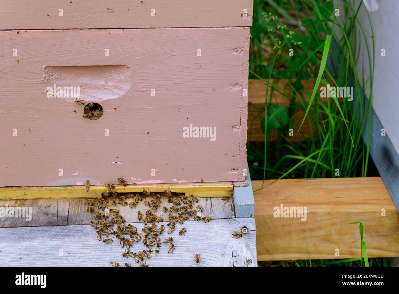 Primo piano di ingresso delle api in un volo in funzione vicino all'alveare un alveare di legno colorato. Foto Stock