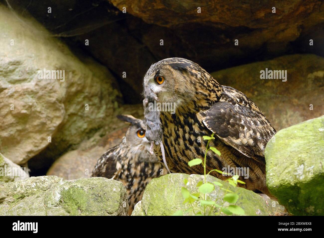 Gufo reale Foto Stock