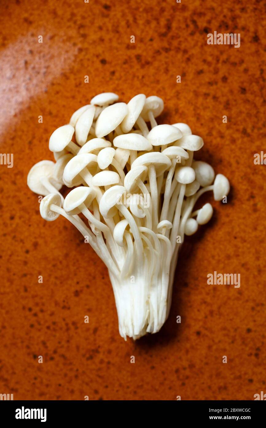 Enoki, Enokitake, vellutipi flammulina, funghi commestibili popolari in cucina giapponese. Mucchio di funghi bianchi serviti su piatto di ceramica, primo piano Foto Stock