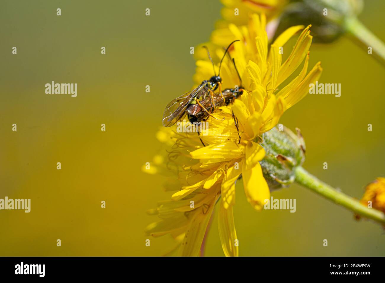 Black Soldier Fly Flies insetti Hermetia Illucens accoppiamento su giallo dandelioni Foto Stock