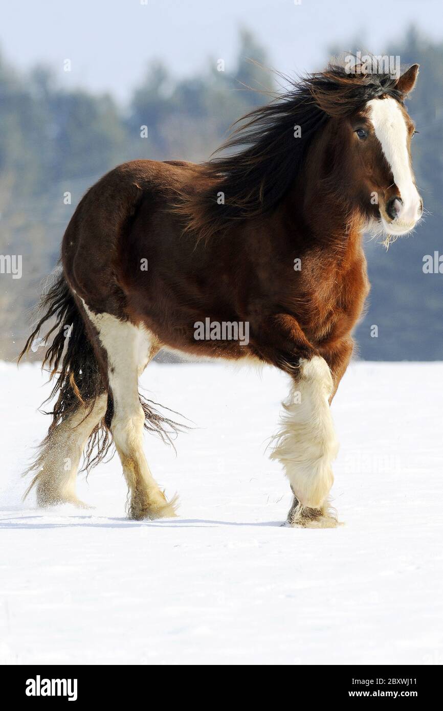 pannocola irlandese, cavallo da tinker Foto Stock