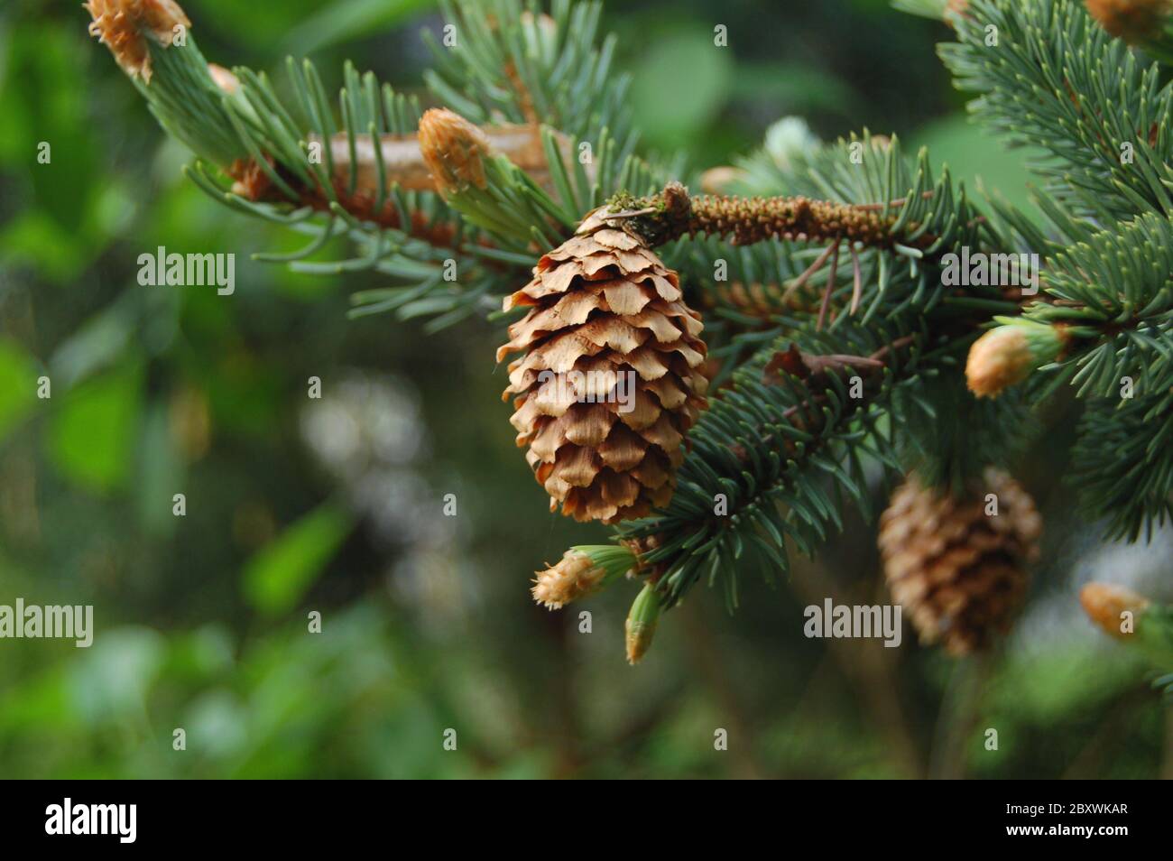 ramare con un cono di pino Foto Stock