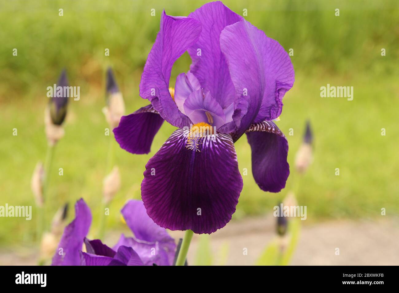 una bella rosa bearded iris fiore closeup e un verde sfondo nel giardino fiorito in primavera in olanda Foto Stock