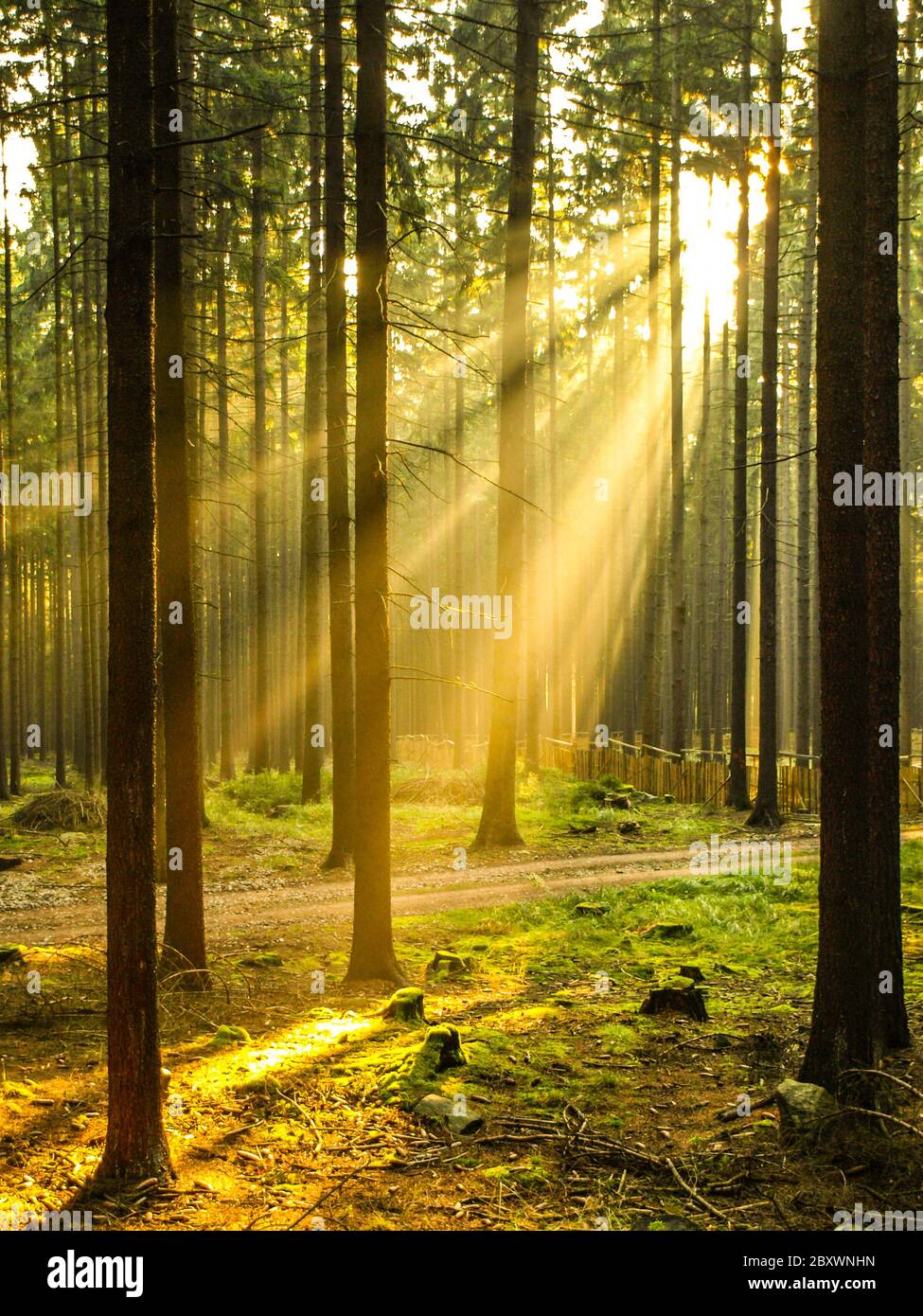 Raggi di sole luminosi che brillano attraverso la foresta di abete rosso Foto Stock