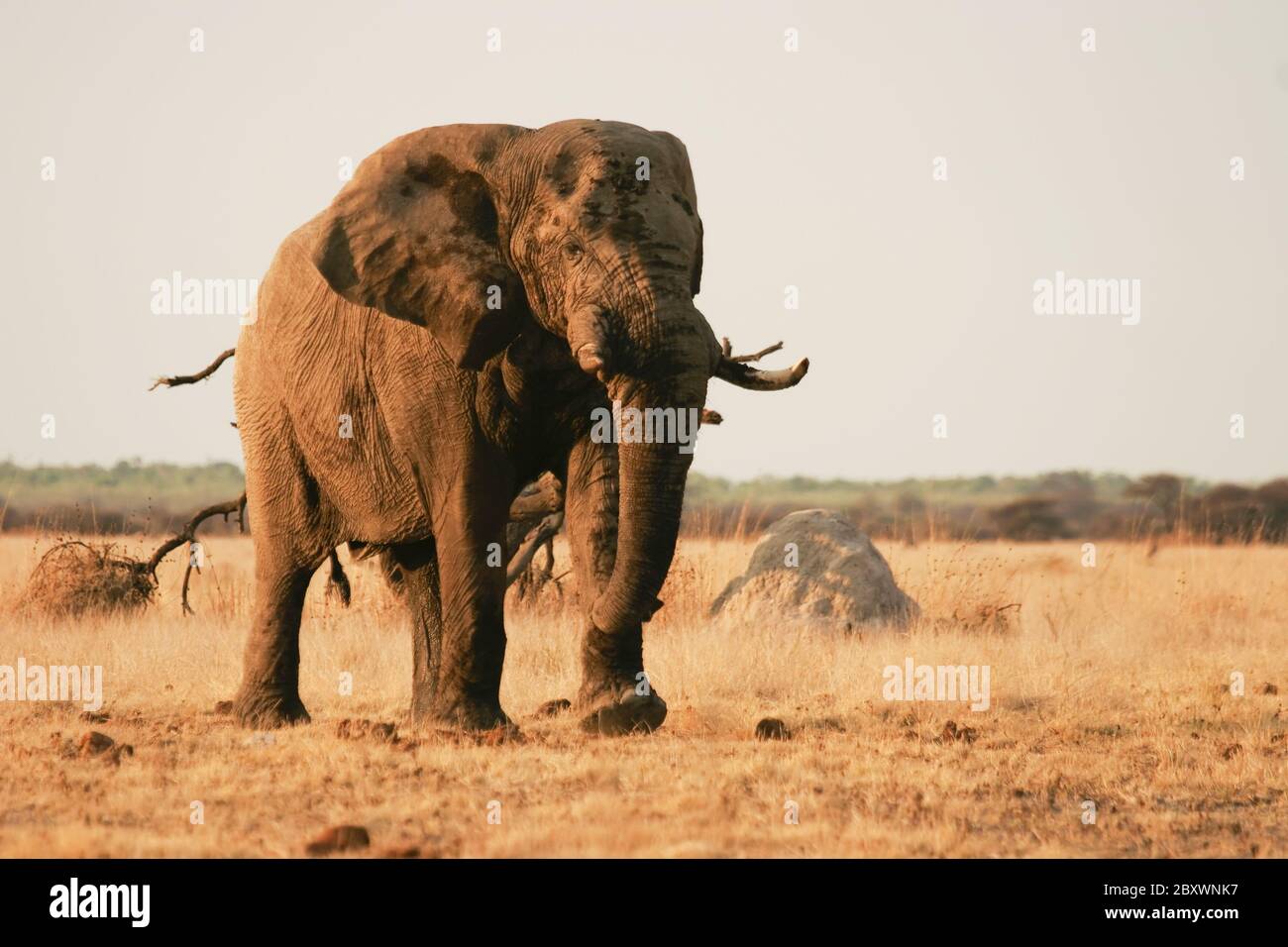 Elefanti africani al Parco Nazionale di Chobe, Botsuana Foto Stock