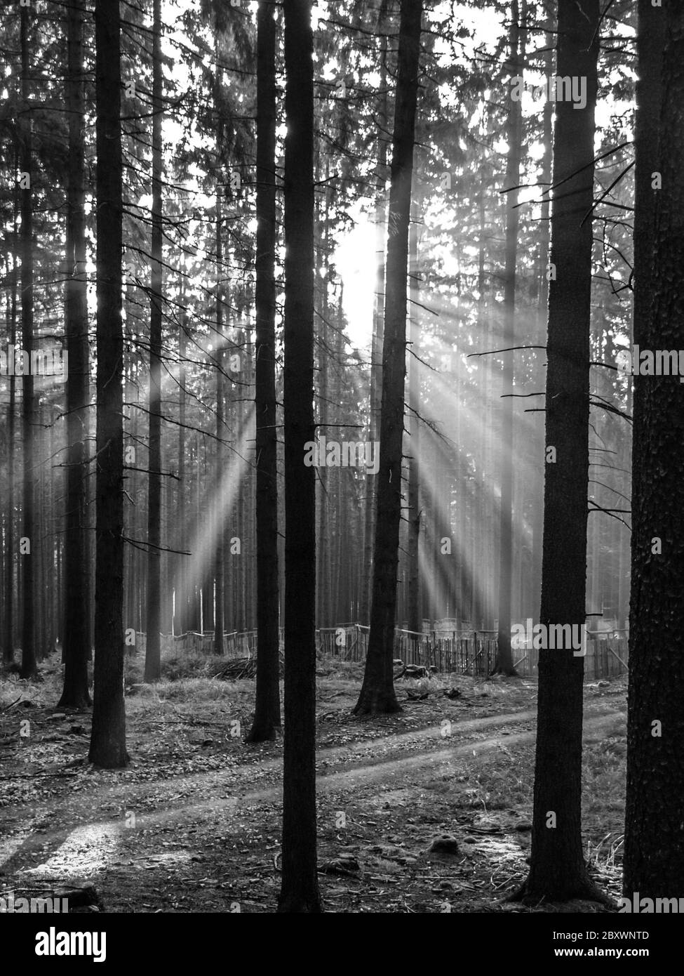 Raggi di sole luminosi che brillano attraverso la foresta di abete rosso. Immagine in bianco e nero. Foto Stock