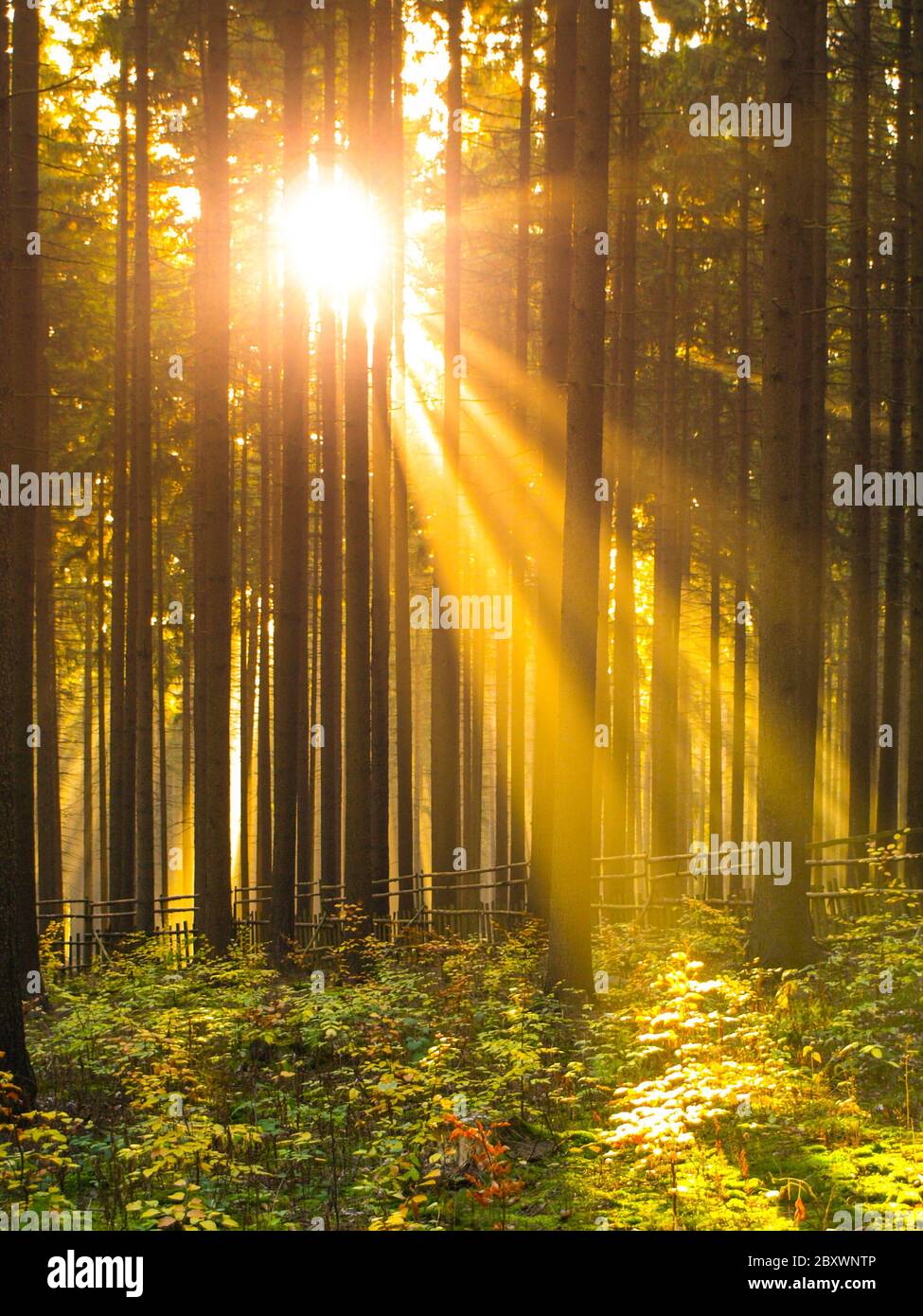 Alba nella foresta. Raggi di sole che brillano attraverso gli alberi e la nebbia mattutina. Foto Stock