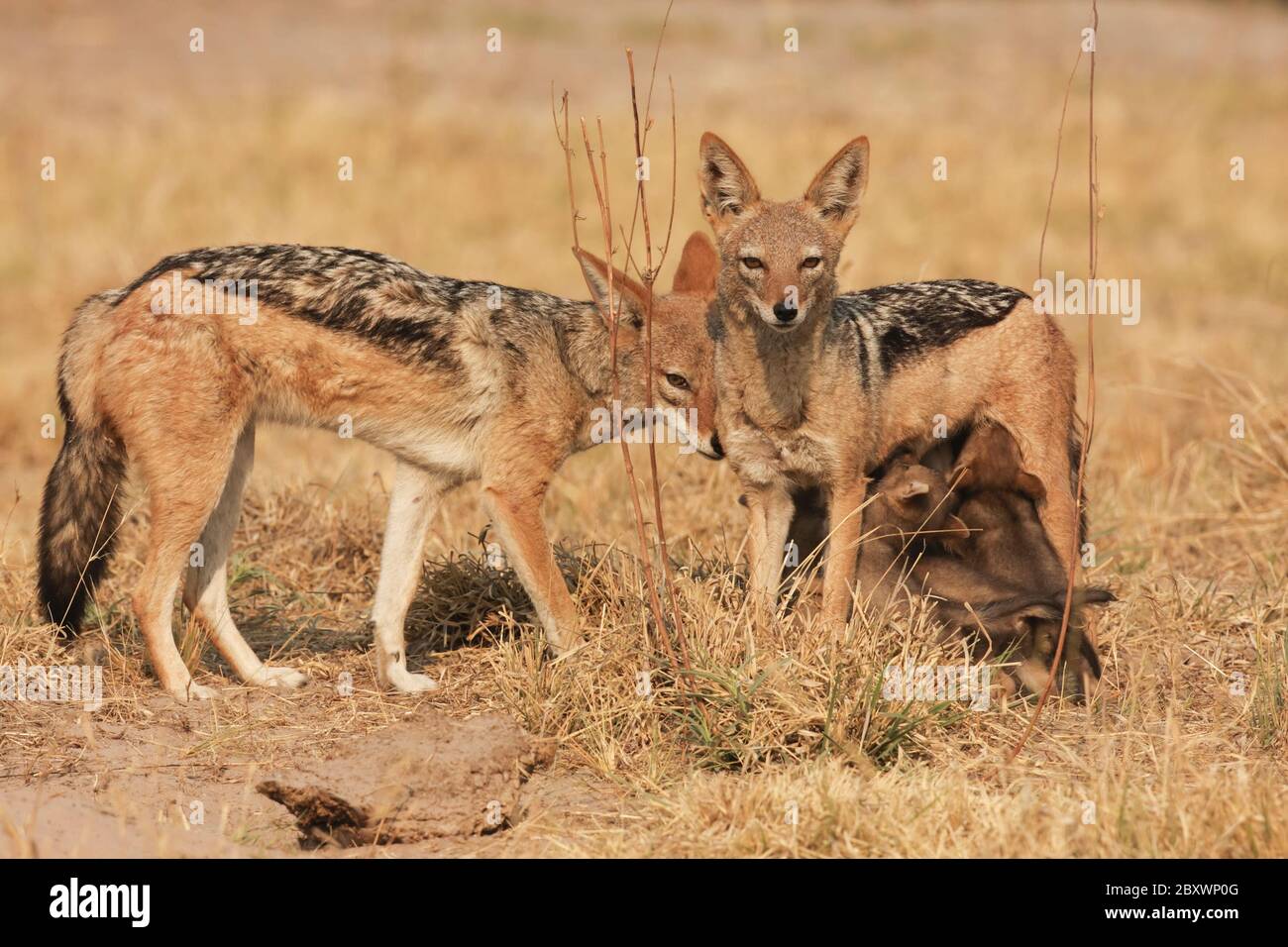 Famiglia Jackal con schienale nero Foto Stock