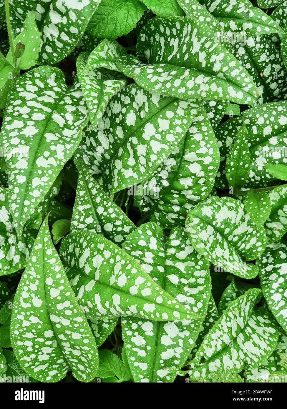 Foglie verdi con macchie bianche di Pulmonaria saccarata varietà leopardo  Background.Green foglie texture.plant dopo la pioggia Foto stock - Alamy