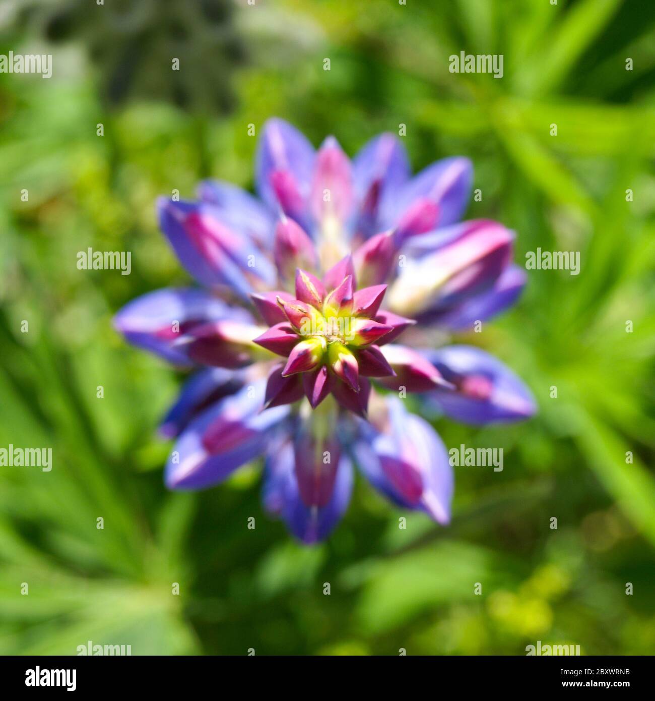 Fiore lupino viola a forma di stella quando visto dall'alto con sfondo verde erba bokeh. Profondità di campo poco profonda. Foto Stock