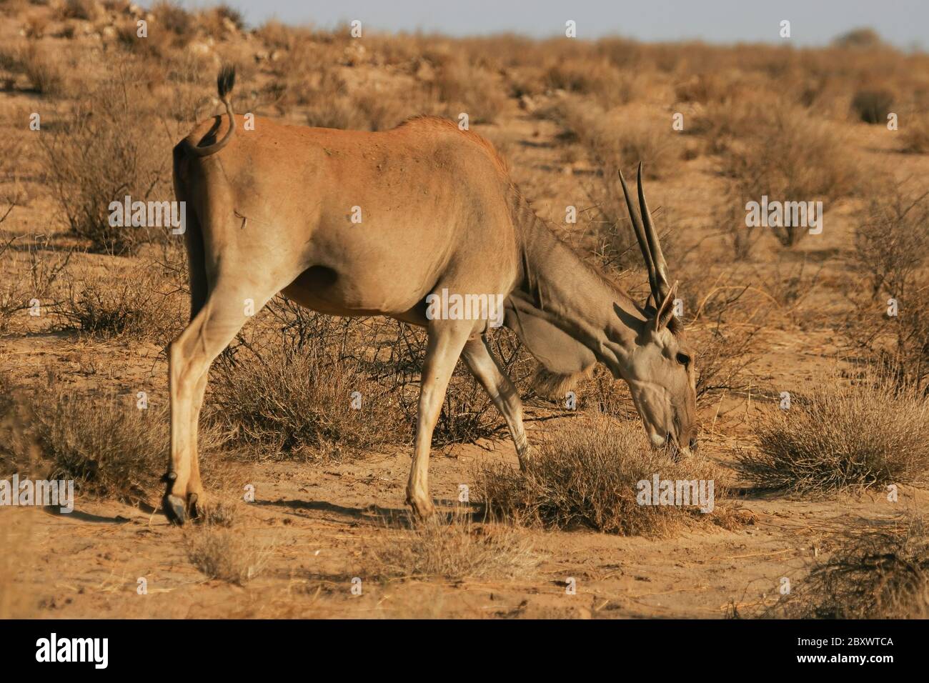 Eland - alimentazione - Kalahari-Sudafrica Foto Stock