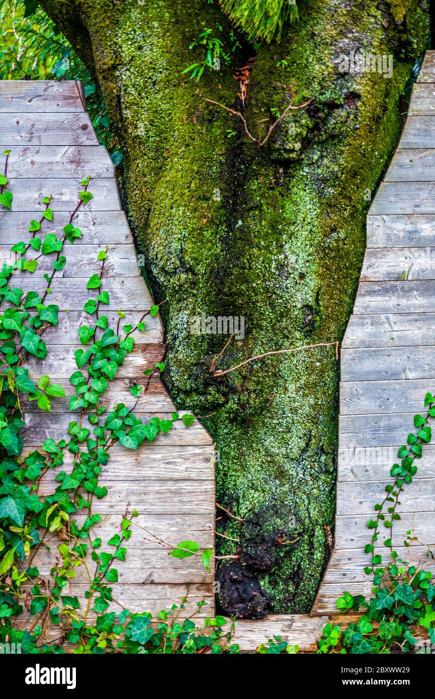 Una recinzione tagliata a forma di tronco di albero per consentire la crescita naturale dell'albero Foto Stock