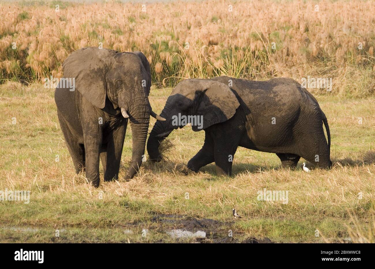 Elefanti, Parco Nazionale Addo Elephant, Sudafrica Foto Stock