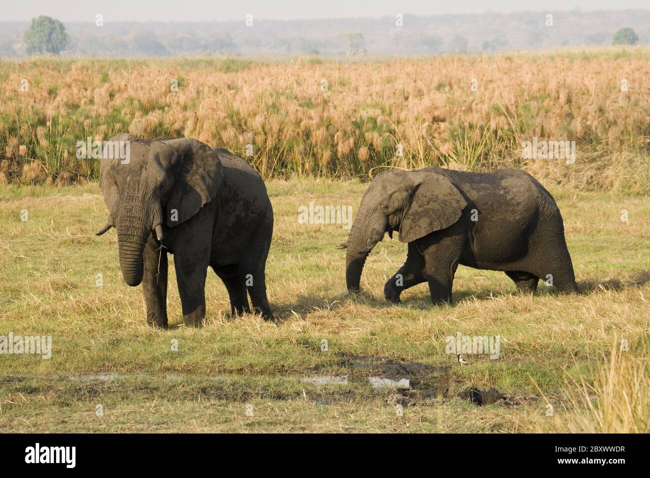 Elefanti, Parco Nazionale Addo Elephant, Sudafrica Foto Stock