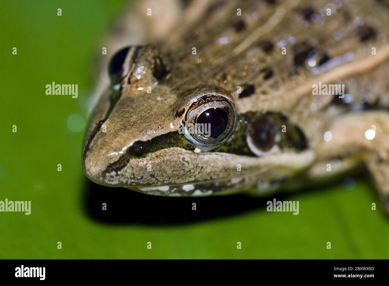 Ptychadena mascareniensis, Mascarene rana ridged Foto Stock